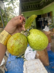 Mùa của ổi lục ngạn tại Quảng Nam