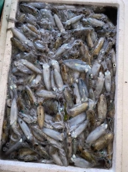  me câu tại Quảng Nam