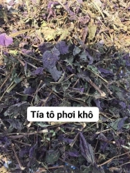 Lá Tía Tô Sấy Khô tại Quảng Nam