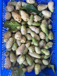 Nhàu tươi 100k/3ký tại Quảng Nam