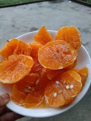ban cam mat tại Quảng Nam