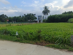 Bán lô đất trồng cây Hoà Nhơn tại Quảng Nam