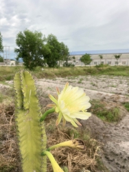  chỉ 6xx triệu tại Quảng Nam