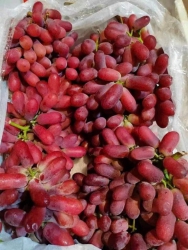 Bán Nho Ruby Tươi Căng Giá Hấp Dẫn tại Quảng Nam