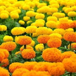 Cây giống hoa vạn thọ màu đỏ gạch, cam, vàng chanh tại Quảng Nam