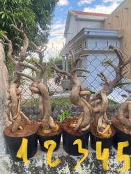 Hoa giấy Mỹ, đầy đủ các loại kiểu dáng đẹp, dành cho những ai thích trang trí nhà, vườn, quán cà phê của bạn, nhắn tin cho tôi tại Quảng Nam