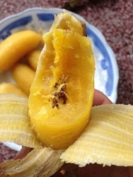 Combo Khoai Mật và Chuối Sáp tại Quảng Nam