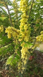 Cây chùm ruột giống tại Quảng Nam