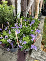 Hàng về ngập vườn đây ạ tại Quảng Nam