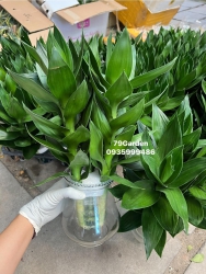 Thần Tà,i búp sen về đẹp không tì vết tại Quảng Nam