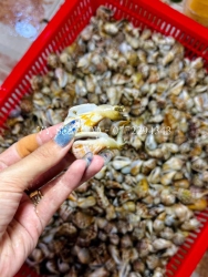 Ốc nhảy sống tại Quảng Nam