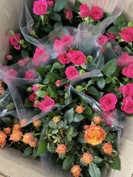 Hoa lễ khách mình ơi tại Quảng Nam