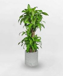 VƯỜN CÂY CẢNH 79 GARDEN tại Quảng Nam