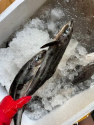 Mai Ghe Lên Cá Bớp Size To tại Quảng Nam