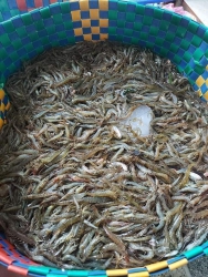 Bán tôm đất tự nhiên tươi ngon tại Quảng Nam