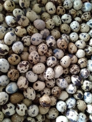 Mai em vài nghìn trứng cút so giá 39k 100 trứng tại Quảng Nam