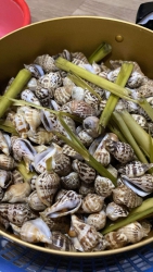 ỐC SỐNG TO ĐÙNG - BAO NGON - BAO NGỌT tại Quảng Nam