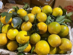 Táo đá mật ngày nay về hết sạch không đủ chia mai e về lại nhiêu cho khách tha hồ ăn ta nói ngọt tại Quảng Nam