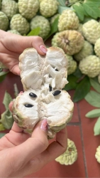 Mãng cầu và sắn sáng nay về đẹp như mơ tại Quảng Nam