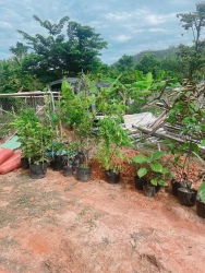 Chào bán lô đất ba lá ở Đại La tại Quảng Nam