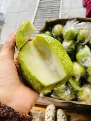 Me miết cái vườn ổi ni bữa giờ vườn báo cực kì giòn ngọt lịm nha Dô mánh khách mua để dành ăn nhé tại Quảng Nam