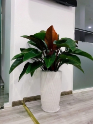 ch ghé vườn lựa cây + chậu trồng tại Quảng Nam