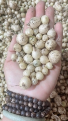 Cây cổ thụ cổ xưa tại Quảng Nam