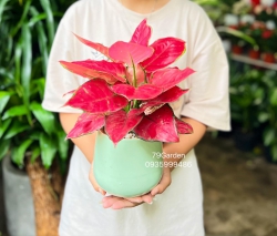 Vận Lộc Son Đỏ May Mắn Đủ Mẫu Khách Ghé Lựa tại Quảng Nam