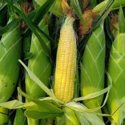 Bán Nhà 3 Tầng Mới Xây Đẹp tại Quảng Nam