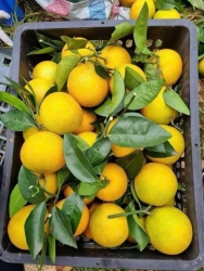 Nay 29am.. NHÀ E VÊ LẠI CÁC LOẠI TRÁI CÂY SAU CHO KHÁCH THẢP HƯỜNG tại Quảng Nam