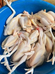Gà to như trong hình. 159k/2 con dành cho trẻ em. Quá rẻ. 1 cái giá @69k. Bạn buôn liên hệ với tôi. tại Quảng Nam