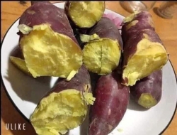 Về lô khoai khách nào cũng khen, tranh thủ mua thêm để dành ăn khách nha... tại Quảng Nam