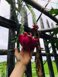 Thanh long ruột đỏ tại Quảng Nam