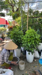 Hưởng ứng ngày HẠNH PHÚC SIÊU RẺ chỉ 190k tại Quảng Nam