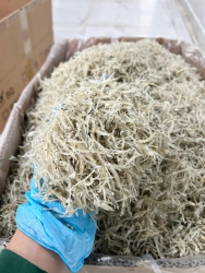 Cá cơm mờn lô mới đẹp siêu tại Quảng Nam