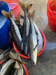Chợ Đà Lạt - Cung cấp Cá bớp to tươi ngon tại Quảng Nam