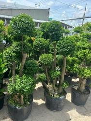 Mai chiếu thuỷ gốc to nhiều tầng tại Quảng Nam