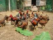 Chuyên cung cấp gà ta , Gà thả vườn các loại tại Quảng Nam