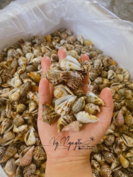 Ốc Nhảy Sống - 35k/kg (Tặng kèm muối chấm) tại Quảng Nam