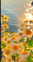 Chính chủ gửi bán lô đất thuộc dự án DHTC tại Quảng Nam