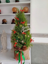 Tùng thơm hôm nay em về thêm ạ, thơm rất thơm tại Quảng Nam