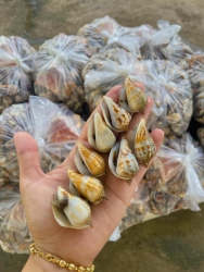 ĐANG SHIP Ạ - ỐC TO ĐÙNG tại Quảng Nam