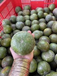 Cam mua bán tại Quảng Nam