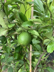 Sẵn Chanh Thường Có Trái Ý Hình tại Quảng Nam