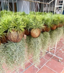Cây không khí em về thêm ạCây sum ĐẹpGhé chốt nhanh khách ơi tại Quảng Nam