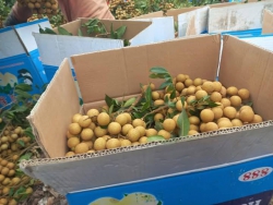 ng giêng nhãn hương chi tại Quảng Nam