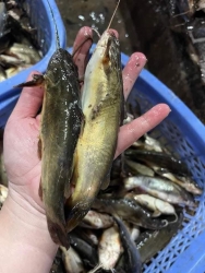 Cá nghạnh sông thiên nhiên hàng cồ siêu khủng e sẵn Lên đơn e sipMần sachh rồi ạ tại Quảng Nam