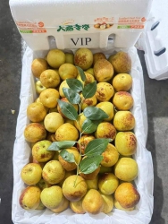 Menu mua sắm đa dạng các loại trái cây tại Quảng Nam