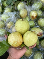 Tới công chuyện nha khách ơi cực phẩm mong chờ miết cuối cùng cũng có vườn ổi lục ngạn Ngon ngọt tại Quảng Nam