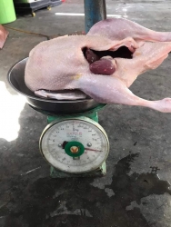 Vịt cuối bầy rọt lại mấy con nhỏ tại Quảng Nam